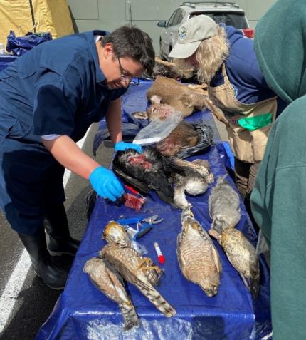 Veterinary Pathologist Oliviera demonstrates bird necropsies on a common raven.