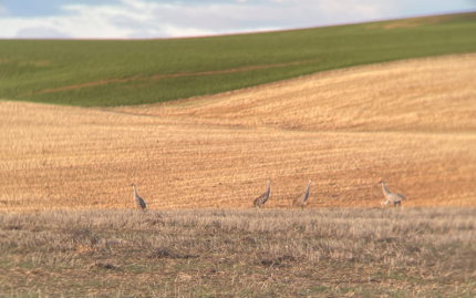 Sandhill cranes in a fallow wheat field in Douglas County.