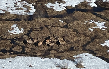 Elk hitting the first green up in a wetland meadow complex in GMU 572 (Siouxon).