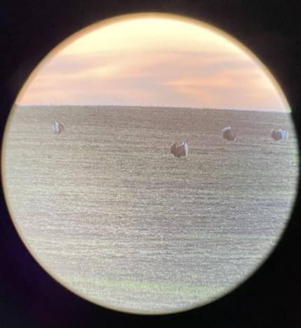 Four male sage grouse strutting their stuff trying to impress the females.