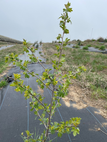 Golden currant blooms in a habitat plot.