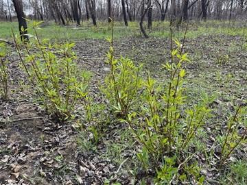 Cottonwoods trees growing post-fire.