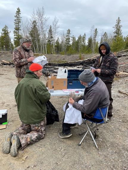 Processing a sharp-tailed grouse.