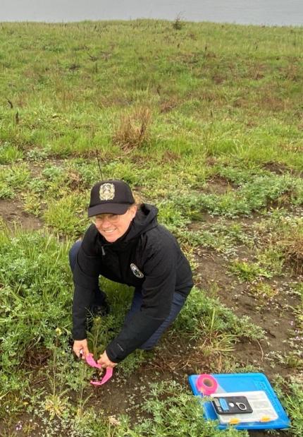 Counting island marble butterfly eggs on San Juan Island.