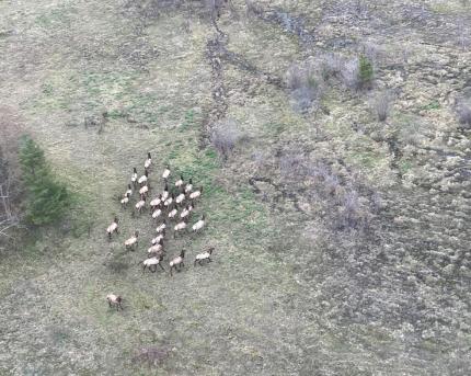 A group of elk in GMU 522.