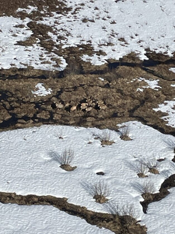 A snowy meadow with elk near Trout Lake.			