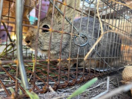 The B3 enclosure resident in a trap.