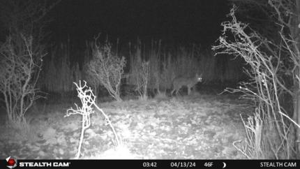 Black and white photo from a trail camera showing a coyote. 