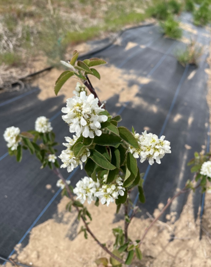 Western serviceberry blooms in a habitat planting in Grant County.