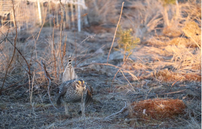 Male sharp-tailed grouse dancing on a lek set with walk-in traps. 