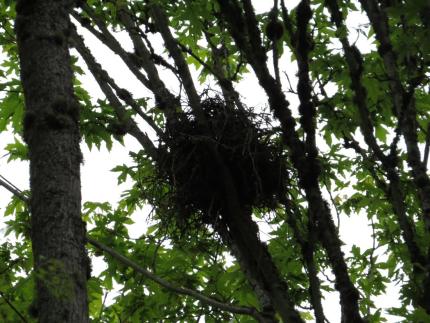 Cooper’s hawk nest of concern.