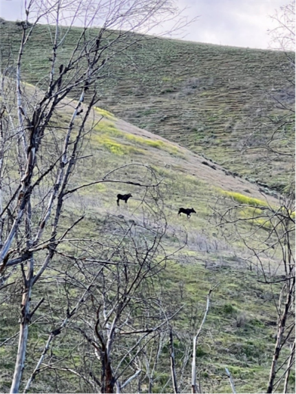 Two moose on a grassy hillside. 