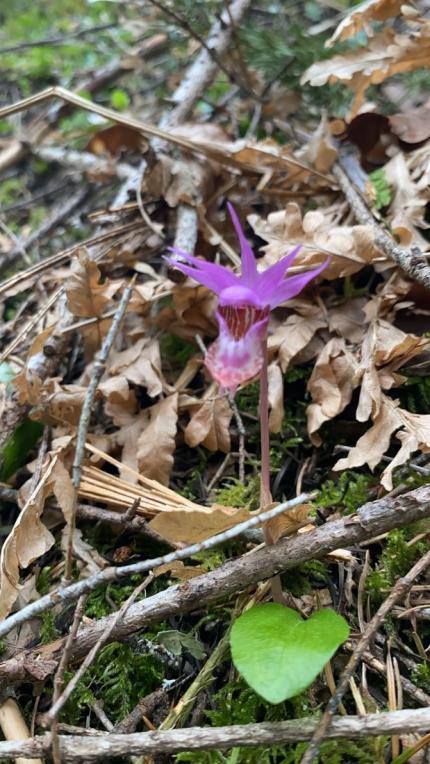 It’s spring – western fairy slipper orchid during grouse surveys.