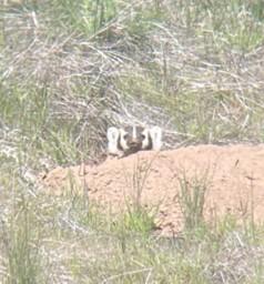 American badger in the Cleman Mountain Area. 