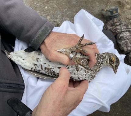 A male sharp-tailed grouse being processed and outfitted with a leg band. 