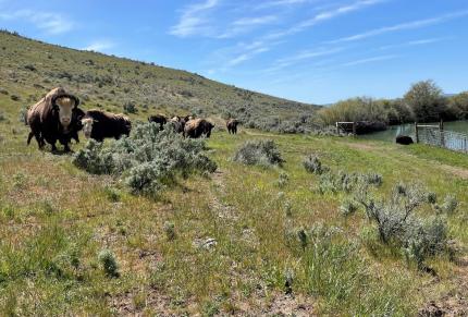 Domestic bison on the L.T. Murray’s Quilomene Unit.  