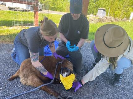 Class attendees monitor a domestic goat as she succumbs to the immobilization drugs.