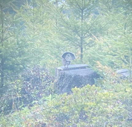 A male sooty grouse, hooting from a stump and showing off his impressive tail!