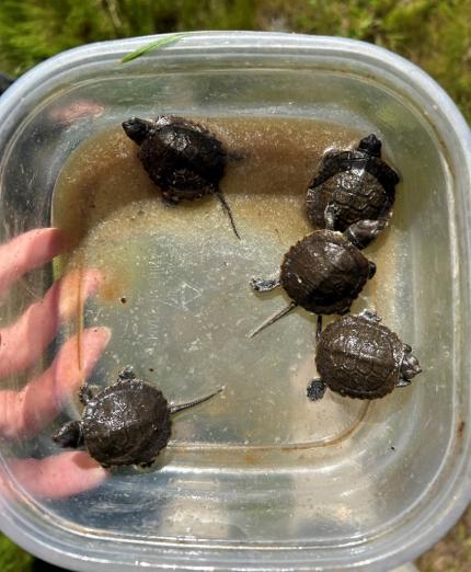 Northwestern pond turtle hatchlings in a sandwich size tub.