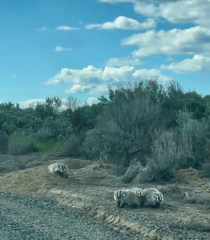 A family of badgers. 