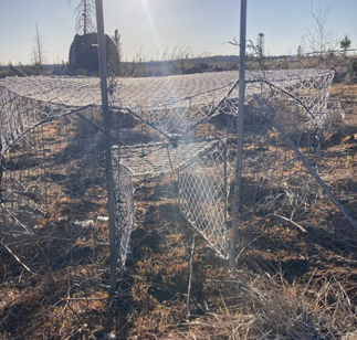 The trap setup to capture a sharp-tailed grouse. 