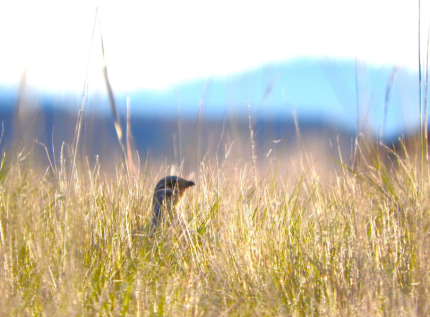 Sharp-tailed grouse dancing on lek in Douglas County. 