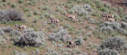 Selah Butte bighorn collared sheep with new lambs.