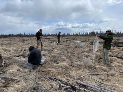 Sharp-tailed grouse trapping crew setting up an array of walk-in traps on a lek in BC.  