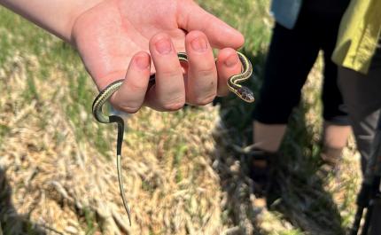 A cute juvenile common garter snake.