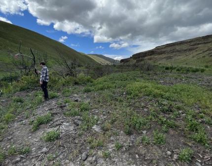 Central Washington University student on 2022 Vantage Highway burn scar.