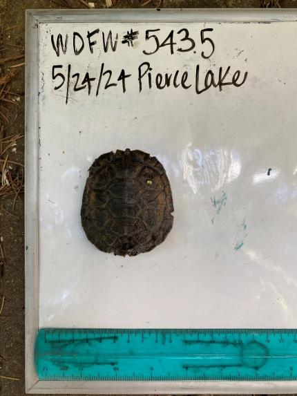 A headstart turtle with a new identification number and fresh notches. 
