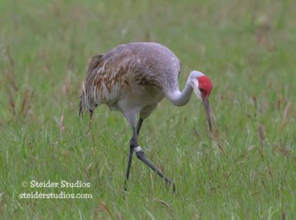 A banded sandhill crane observed during the survey Biologist Bergh and Volunteer Steider.  