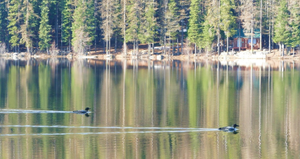 Common loon pair on Crawfish Lake