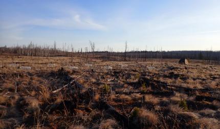 British Columbia sharp-tailed grouse augmentation. Trap and blind setup on lek.