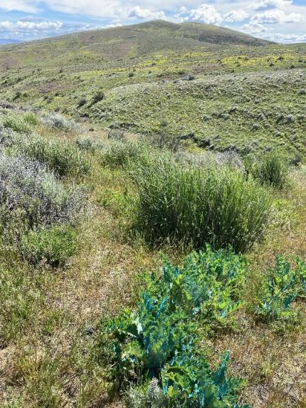 Scotch thistle rosettes growing on the Cowiche Unit of the Oak Creek Wildlife Area.