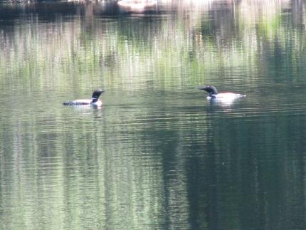Common loons on a territorial lake in King County.