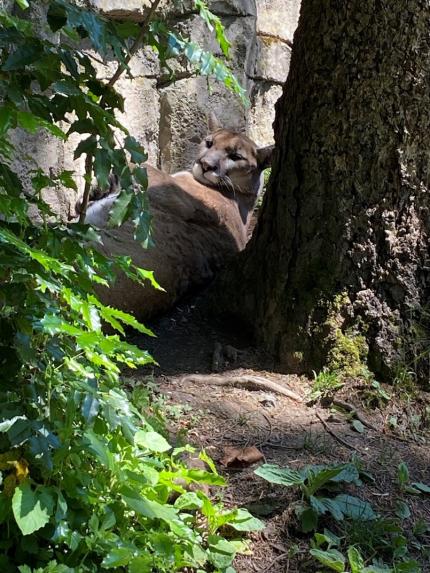 Pai the cougar laying in the shade by a tree. 