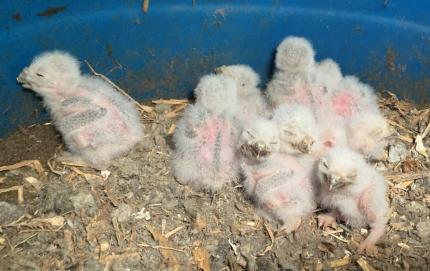 Some young burrowing owls.