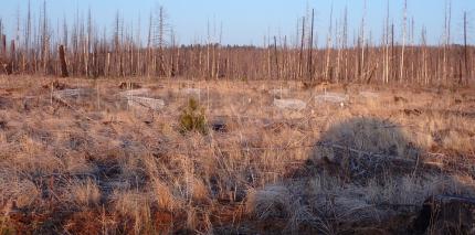 British Columbia sharp-tailed grouse augmentation. An active lek with birds. 