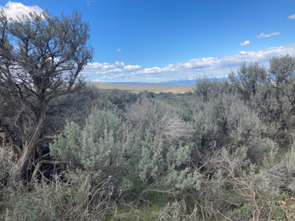 Dense stands of sagebrush on the project off Umptanum Road. 