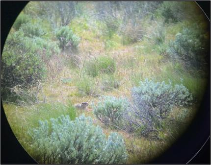 A Townsend’s ground squirrel, staring-down the surveyor. 