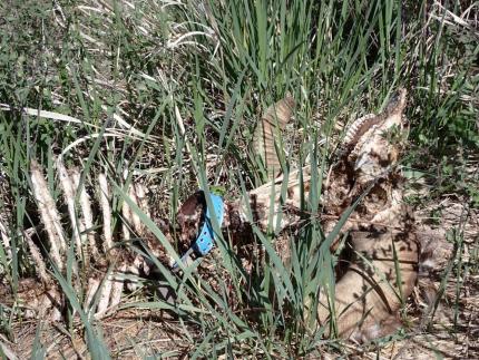 British Columbia sharp- tailed grouse augmentation.