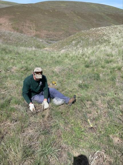 District 4 Wildlife Biologist Fidorra planting winterfat.