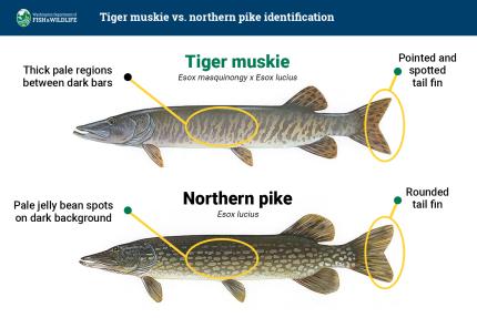 A graphic showing the differences between a tiger muskie and a northern pike.