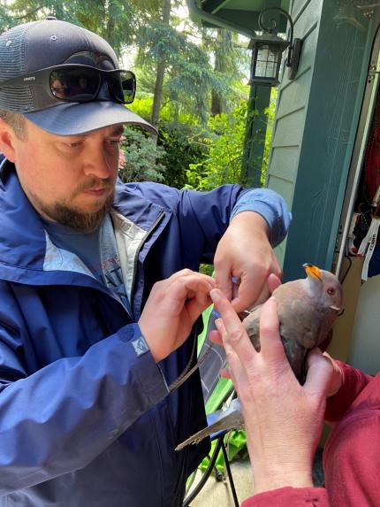 Section Manager Spragens attaching transmitter to a Band-Tailed Pigeon.