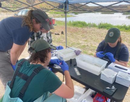 WDFW technicians working with WSU graduate students.