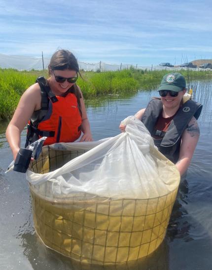 Technicians relocating northern leopard frog tadpole pens to shallower water. 