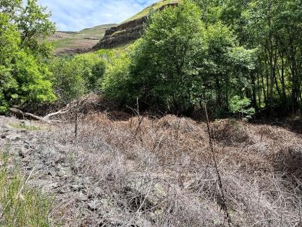 Massive blackberry thickets that were treated last fall.  