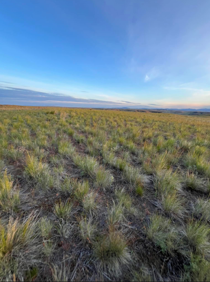 View of Sharp-tailed grouse lek discovered in SAFE CRP field in Douglas County.