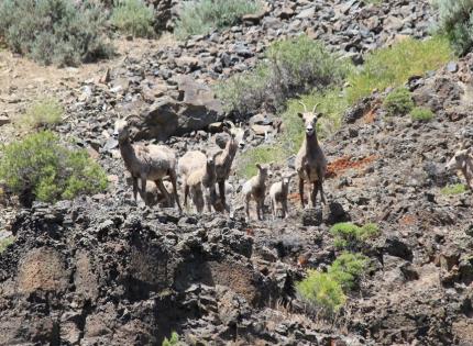 Bighorn Sheep Lamb Monitoring. 